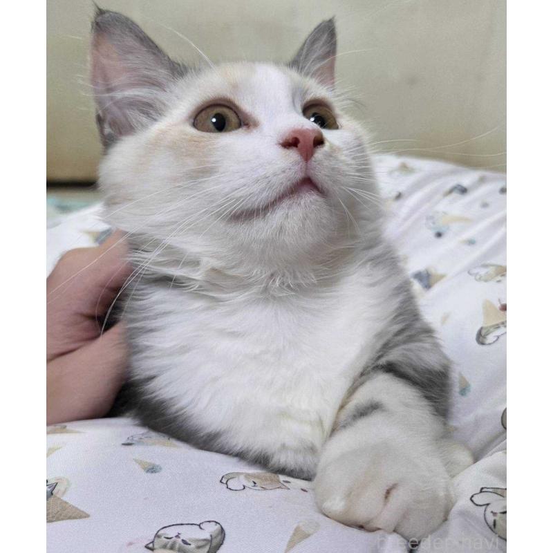 販売中の愛知県のマンチカン(短足)-134024の6枚目