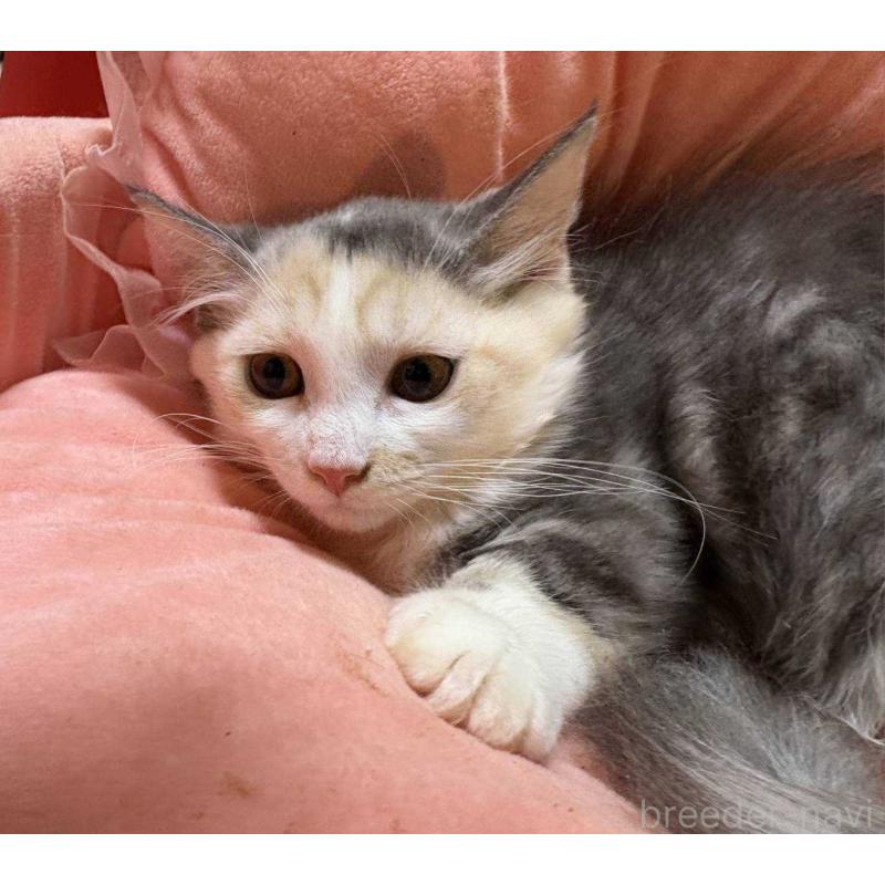 販売中の愛知県のマンチカン(短足)-134024の5枚目