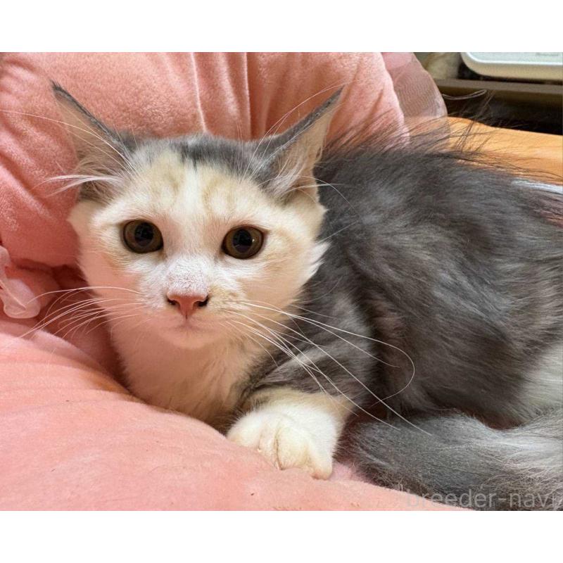 販売中の愛知県のマンチカン(短足)-134024の4枚目