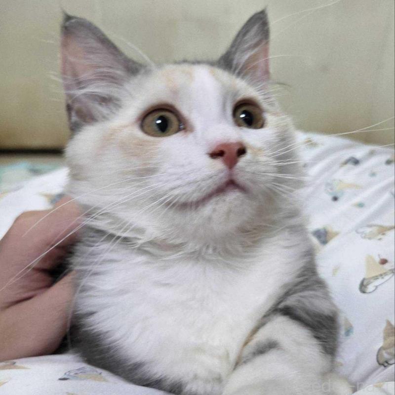 販売中の愛知県のマンチカン(短足)-134024