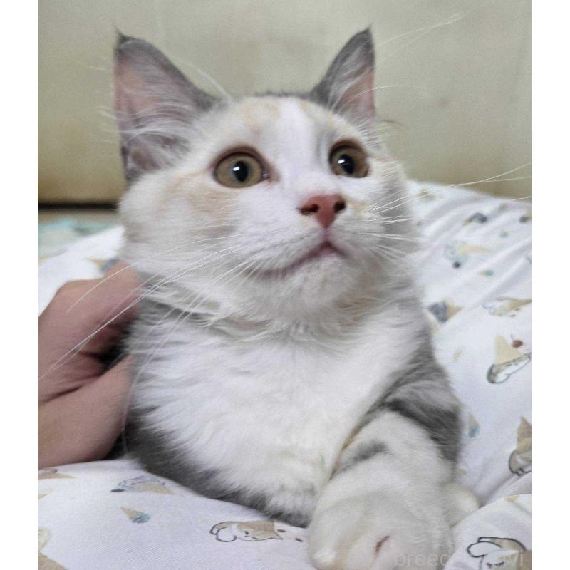 販売中の愛知県のマンチカン(短足)-134024の2枚目