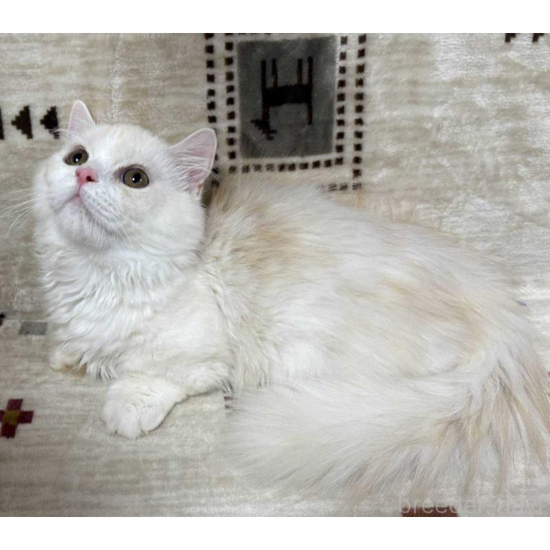 販売中の愛知県のミヌエット(短足)-134026の5枚目