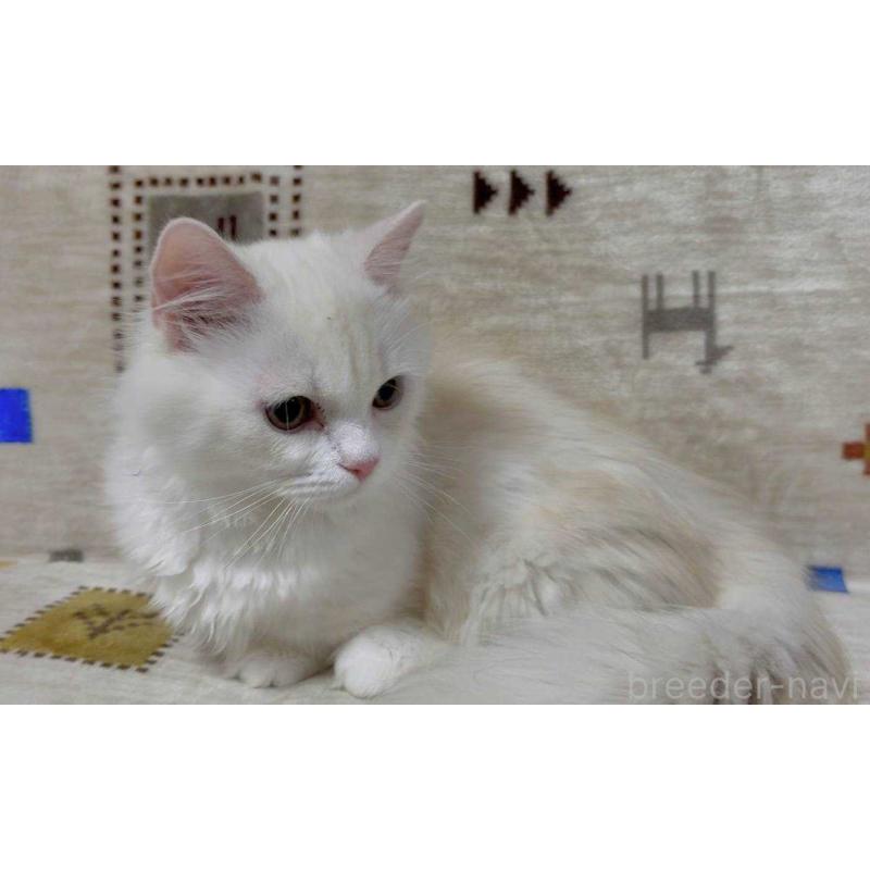 販売中の愛知県のミヌエット(短足)-134026の6枚目