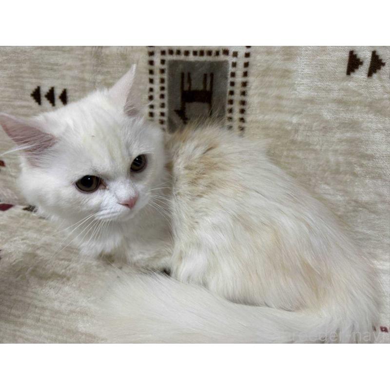 販売中の愛知県のミヌエット(短足)-134026の4枚目