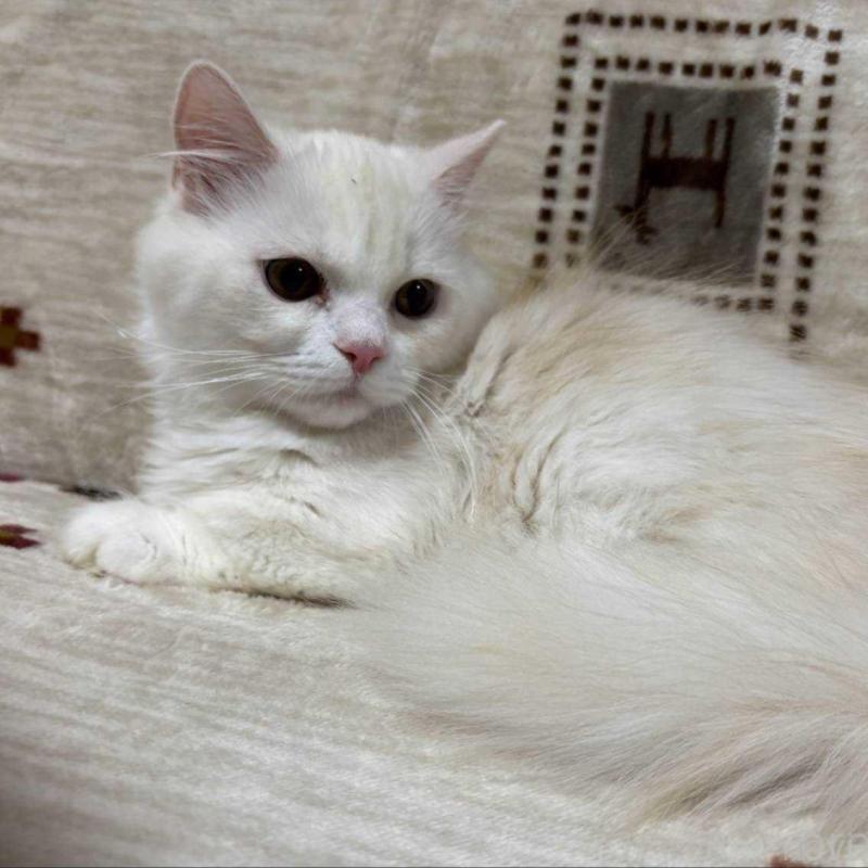 販売中の愛知県のミヌエット(短足)-134026