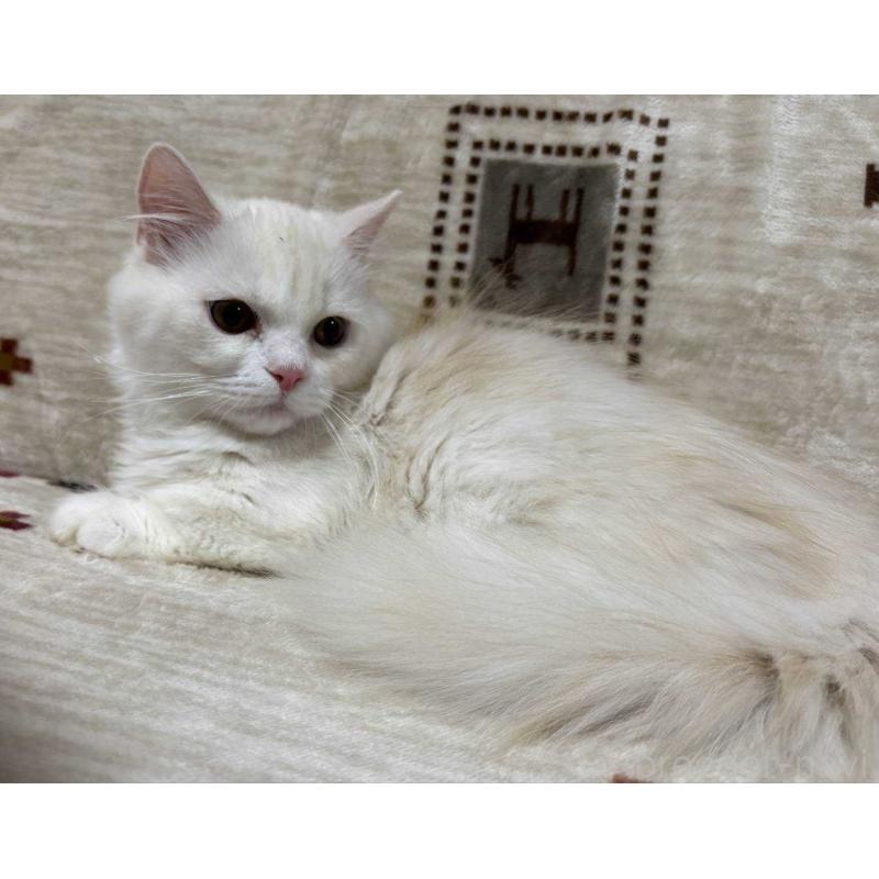 販売中の愛知県のミヌエット(短足)-134026の2枚目