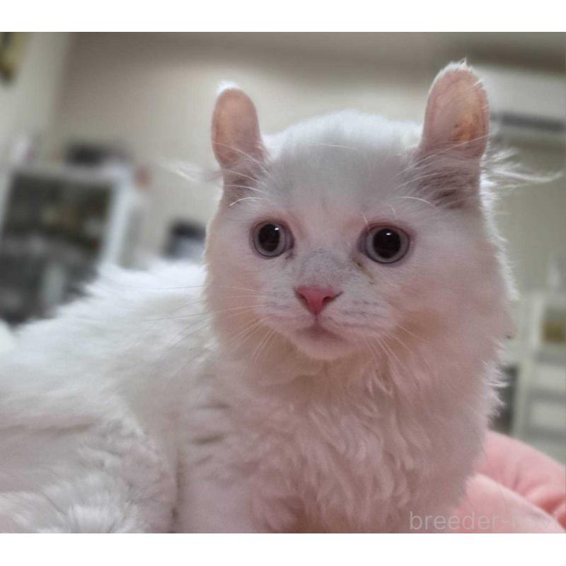 販売中の愛知県のミヌエット-134027の6枚目