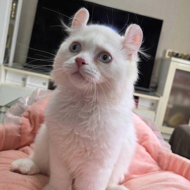 販売中の愛知県のミヌエット-134027