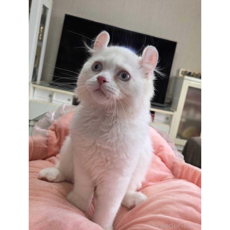 販売中の愛知県のミヌエット-134027の2枚目