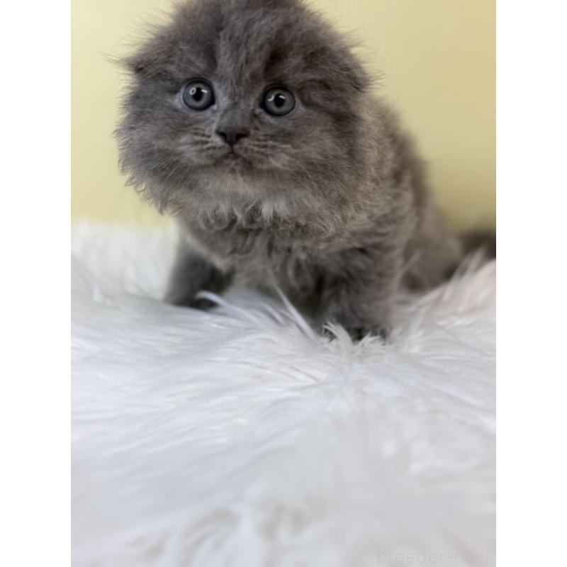 販売中の埼玉県のスコティッシュフォールド(折れ耳)-134028の4枚目