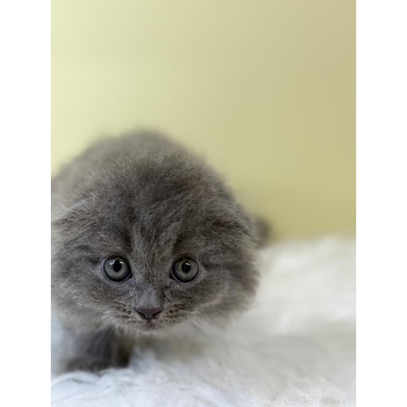 販売中の埼玉県のスコティッシュフォールド(折れ耳)-134028の3枚目