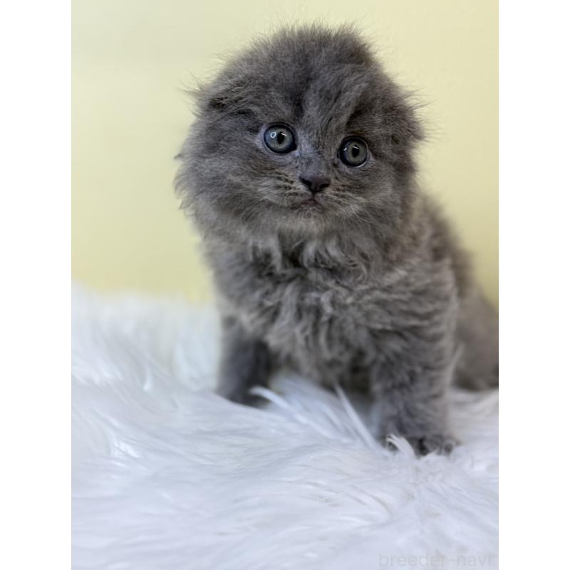 販売中の埼玉県のスコティッシュフォールド(折れ耳)-134028の2枚目