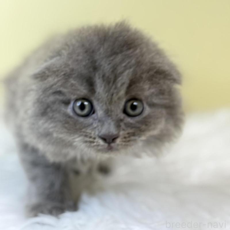 販売中の埼玉県のスコティッシュフォールド(折れ耳)-134028の1枚目