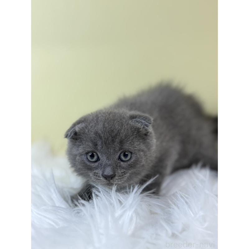 販売中の埼玉県のスコティッシュフォールド(折れ耳)-134029の4枚目