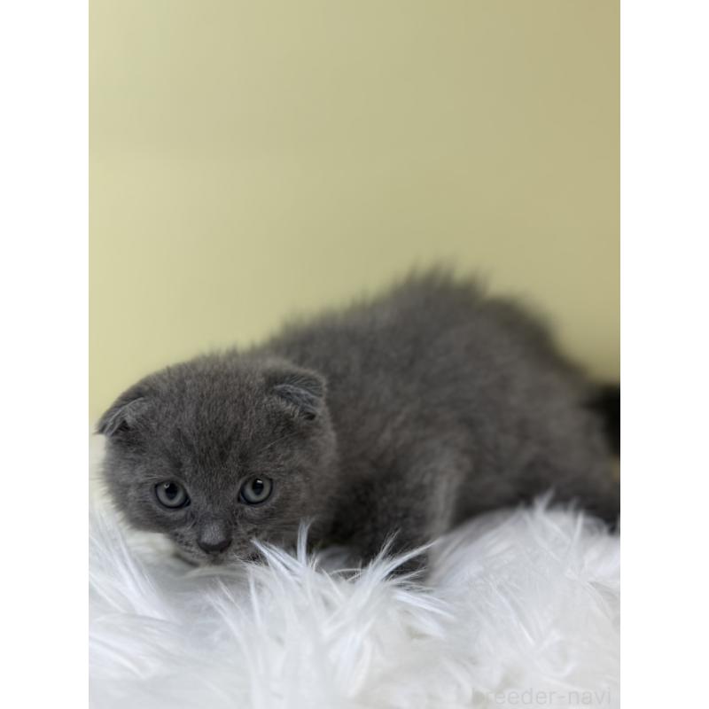 販売中の埼玉県のスコティッシュフォールド(折れ耳)-134029の3枚目