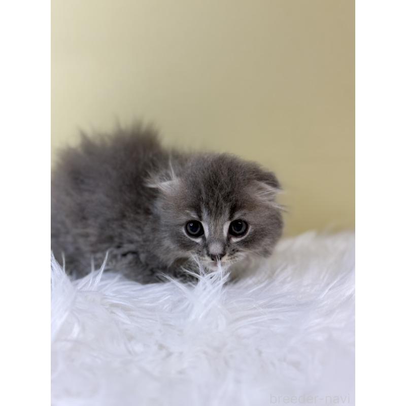 販売中の埼玉県のスコティッシュフォールド(折れ耳)-134030の4枚目