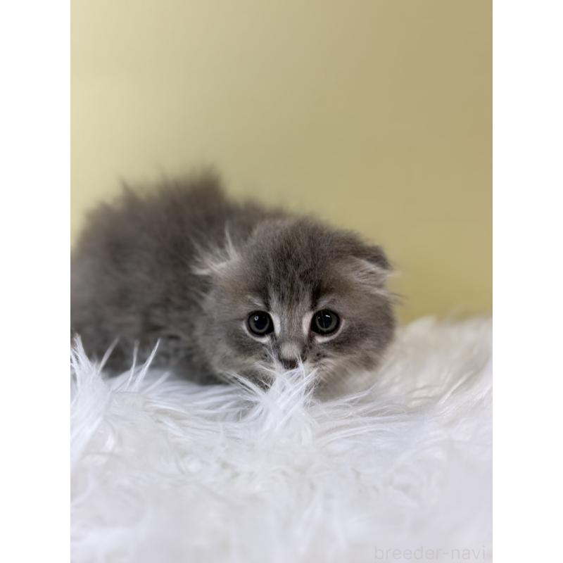 販売中の埼玉県のスコティッシュフォールド(折れ耳)-134030の3枚目