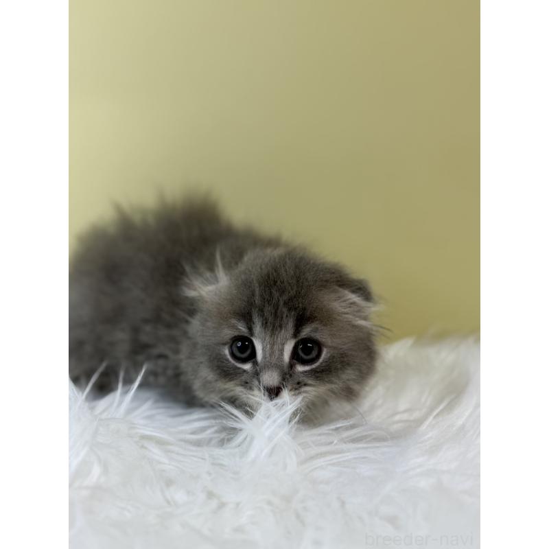 販売中の埼玉県のスコティッシュフォールド(折れ耳)-134030の2枚目