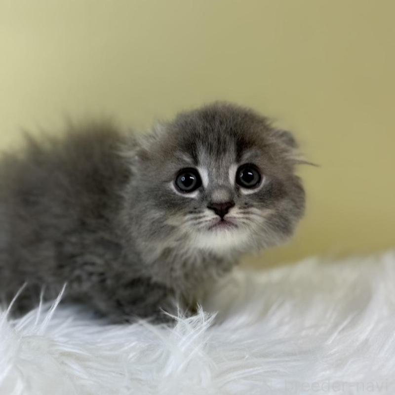 販売中の埼玉県のスコティッシュフォールド(折れ耳)-134030の1枚目