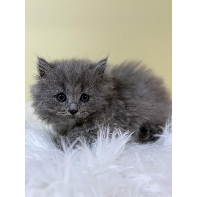 販売中の埼玉県のスコティッシュフォールド-134031の4枚目