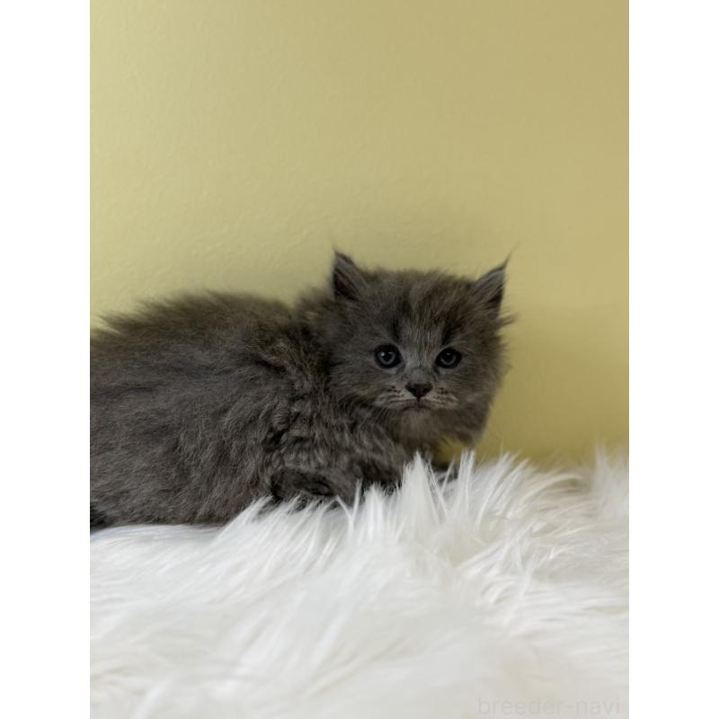 販売中の埼玉県のスコティッシュフォールド-134031の3枚目