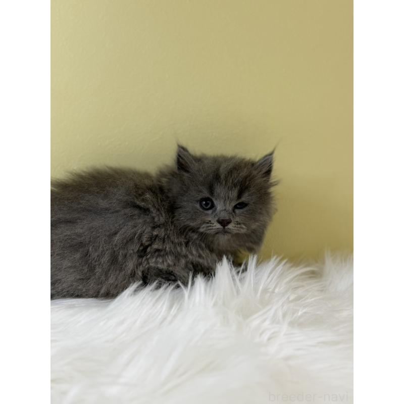 販売中の埼玉県のスコティッシュフォールド-134031の2枚目