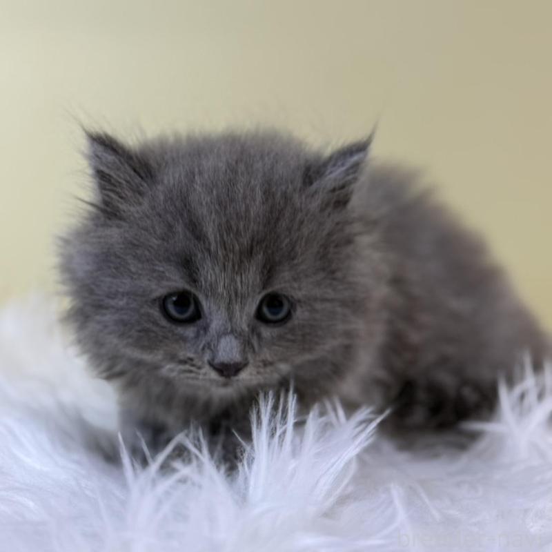 販売中の埼玉県のスコティッシュフォールド-134031の1枚目