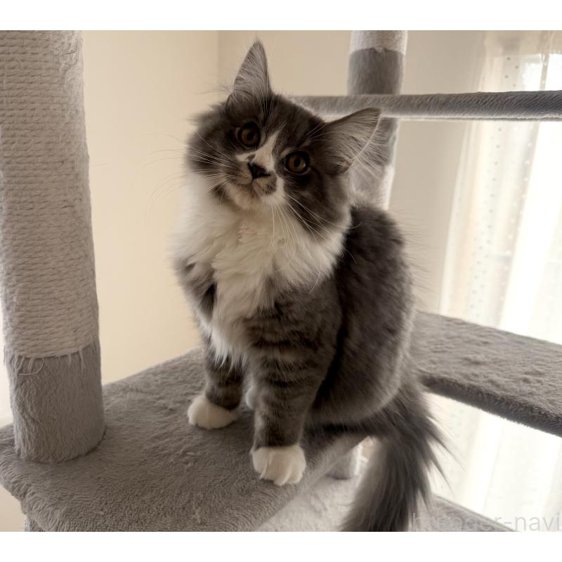 販売中の千葉県のサイベリアン-128792の7枚目