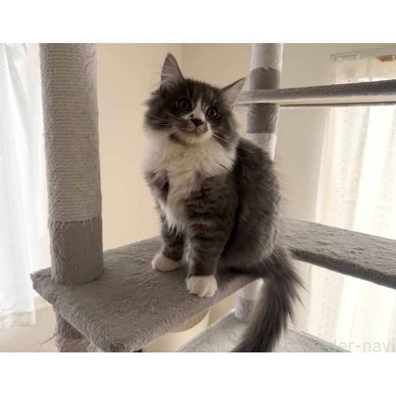 販売中の千葉県のサイベリアン-128792の6枚目