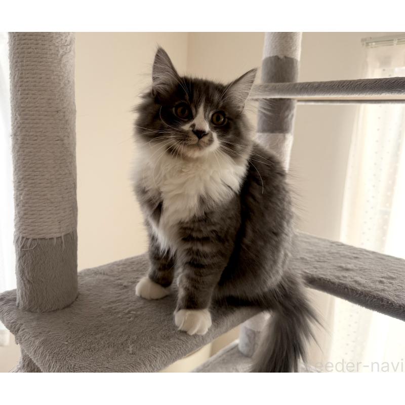 販売中の千葉県のサイベリアン-128792の5枚目