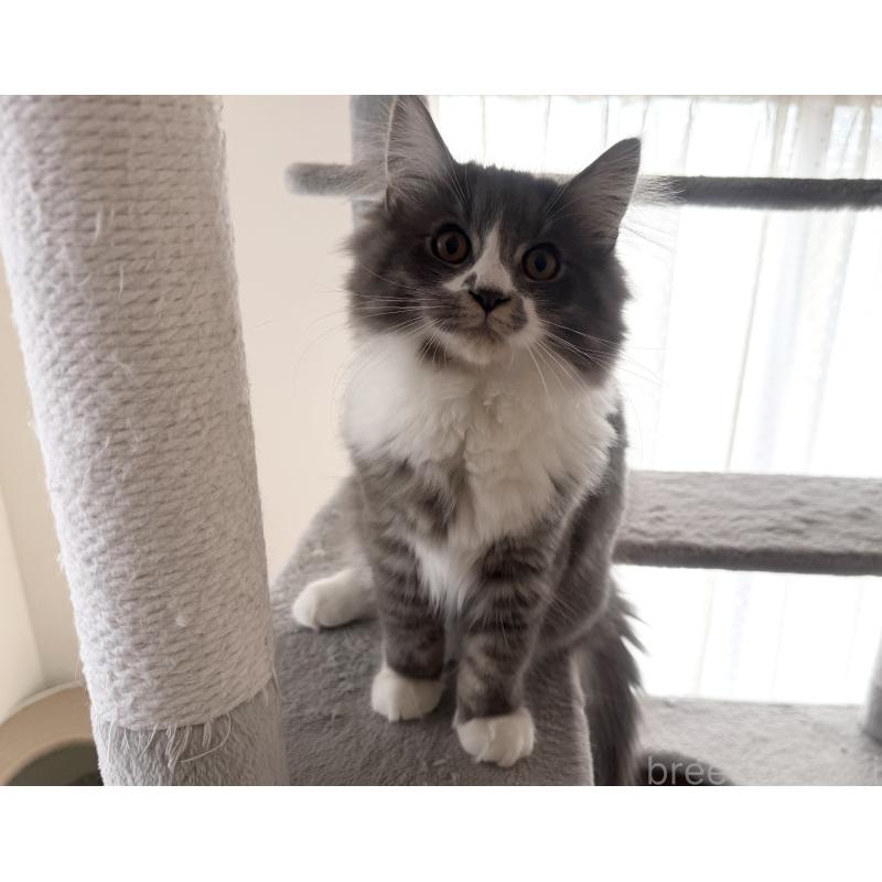 販売中の千葉県のサイベリアン-128792の4枚目