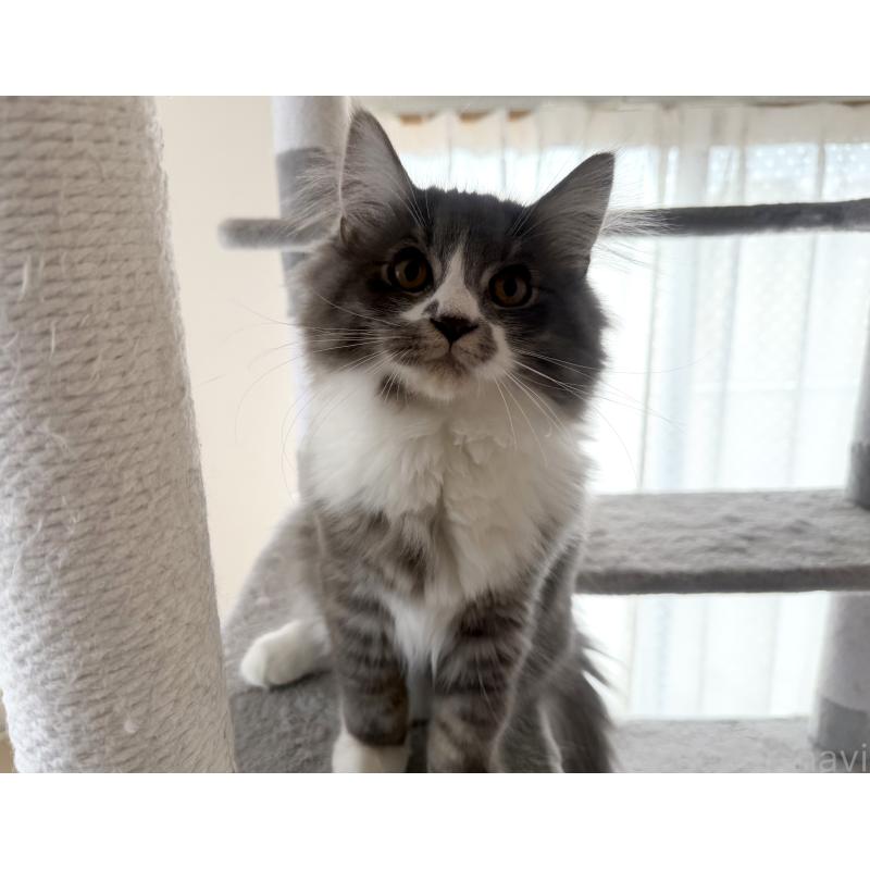 販売中の千葉県のサイベリアン-128792の2枚目