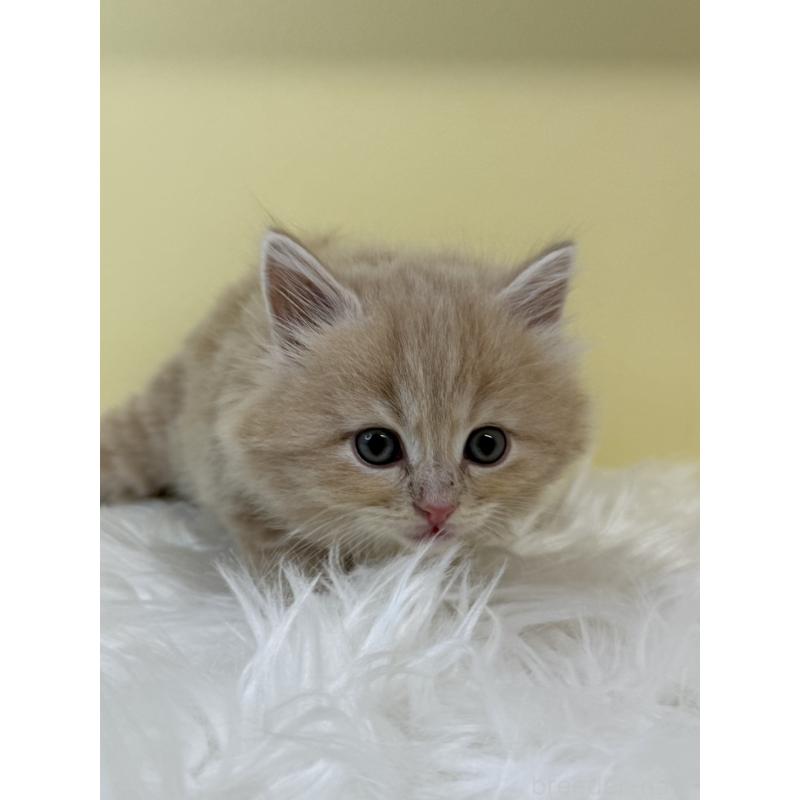 販売中の埼玉県のサイベリアン-134032の4枚目