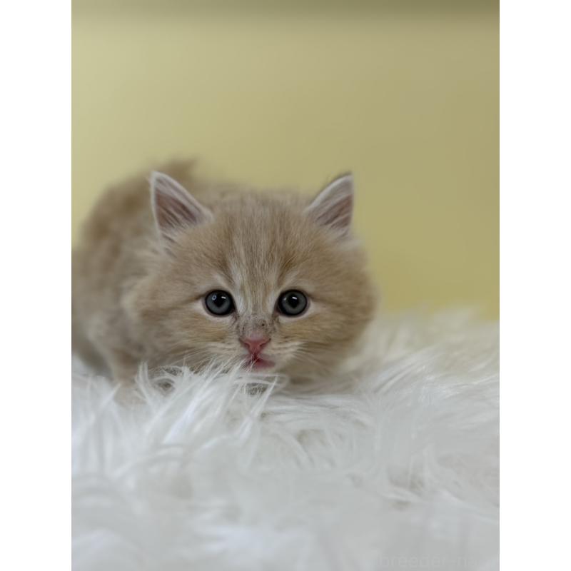 販売中の埼玉県のサイベリアン-134032の3枚目