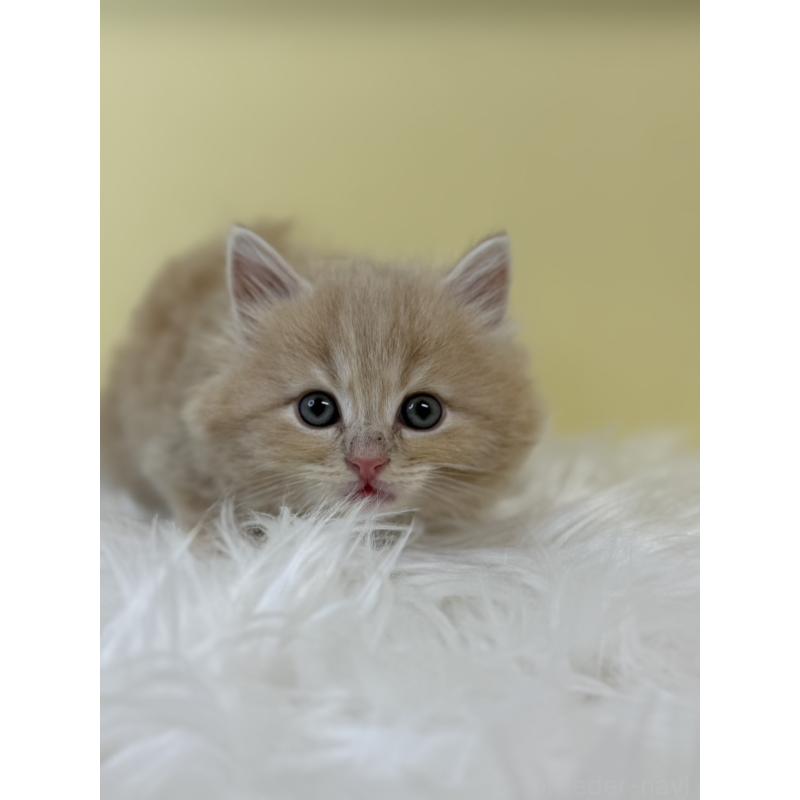 販売中の埼玉県のサイベリアン-134032の2枚目