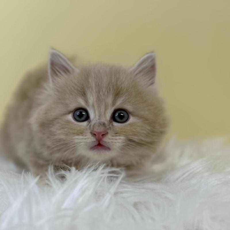 販売中の埼玉県のサイベリアン-134032の1枚目