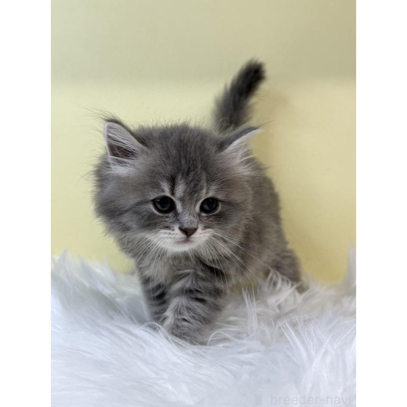 販売中の埼玉県のサイベリアン-134033の4枚目