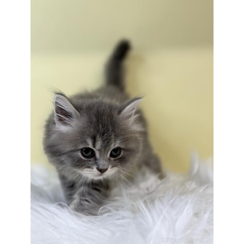 販売中の埼玉県のサイベリアン-134033の3枚目