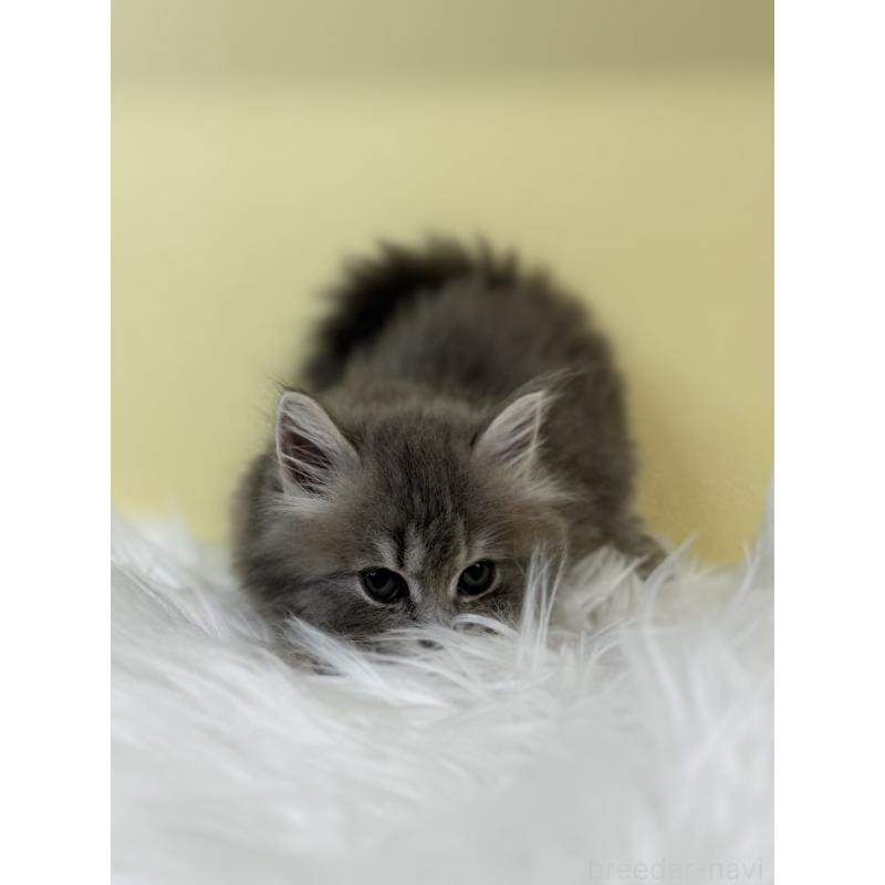 販売中の埼玉県のサイベリアン-134033の2枚目