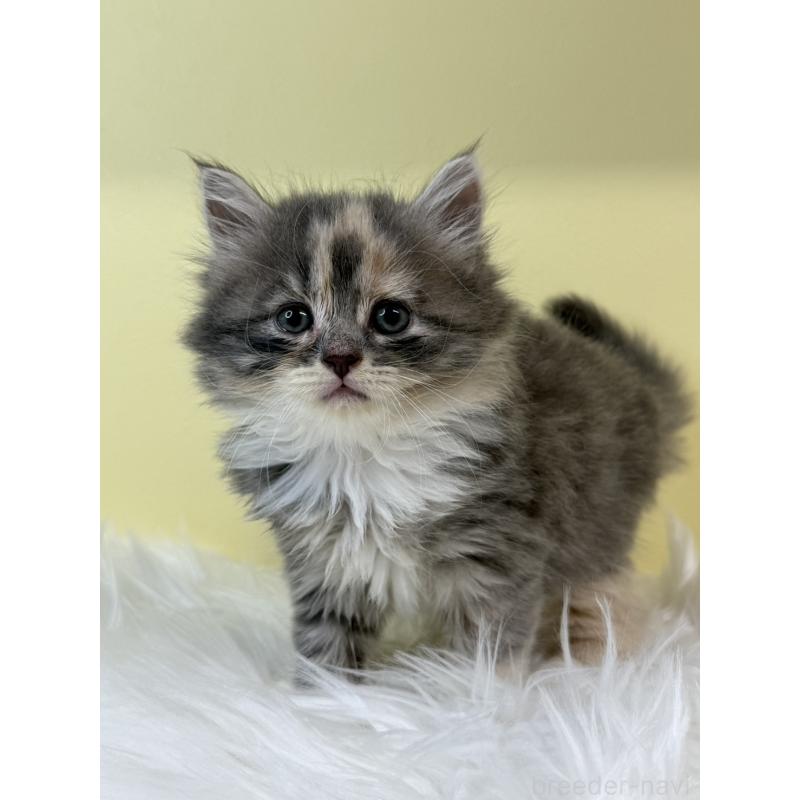 販売中の埼玉県のサイベリアン-134034の4枚目