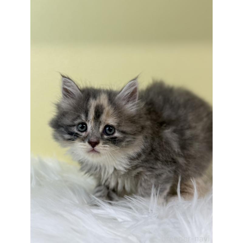 販売中の埼玉県のサイベリアン-134034の3枚目