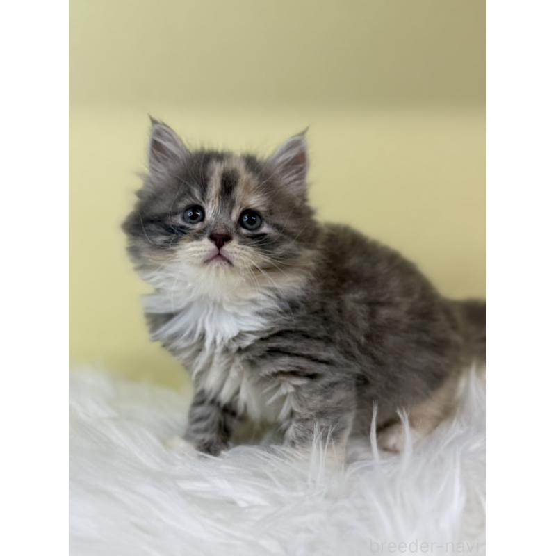 販売中の埼玉県のサイベリアン-134034の2枚目