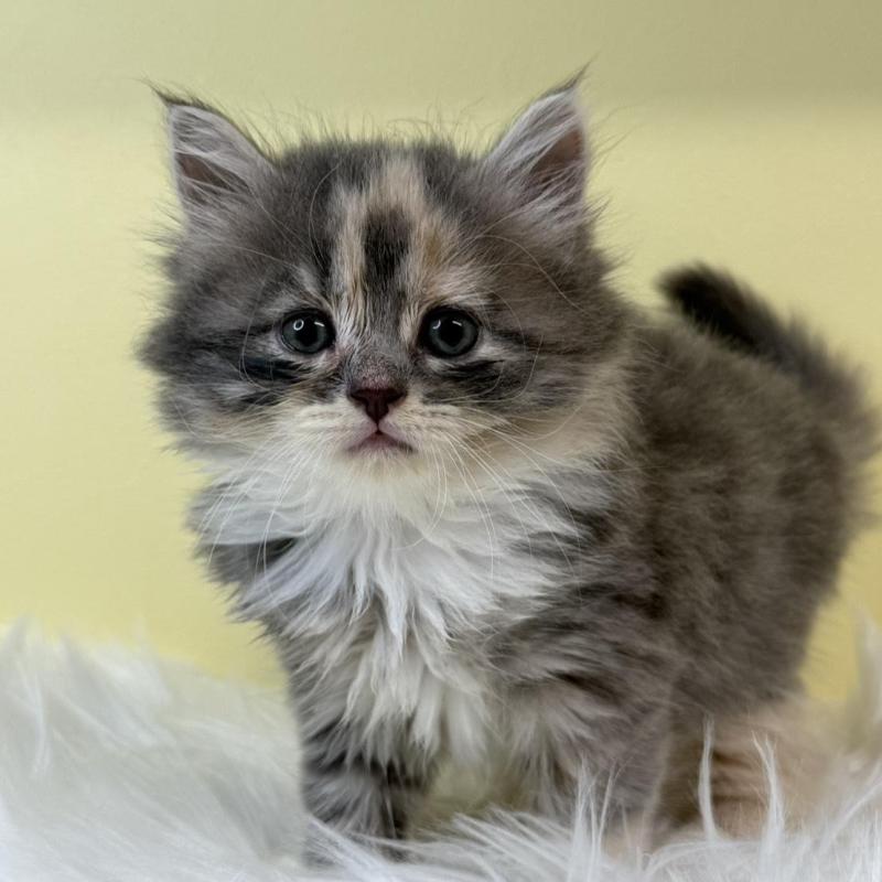 販売中の埼玉県のサイベリアン-134034の1枚目