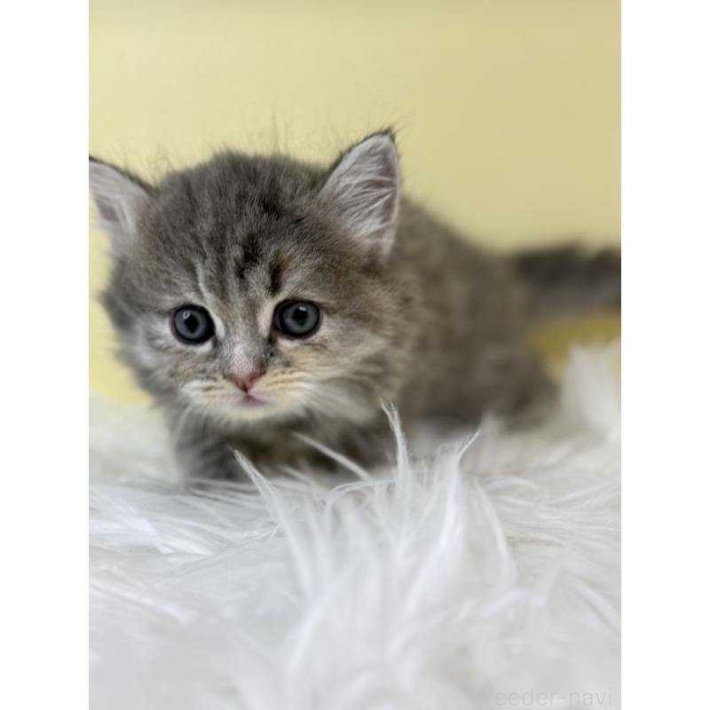 販売中の埼玉県のサイベリアン-134035の4枚目