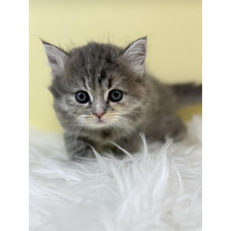 販売中の埼玉県のサイベリアン-134035の3枚目