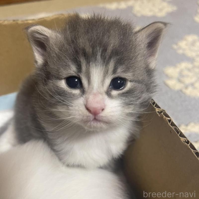 販売中の富山県のノルウェージャンフォレストキャット-134036の11枚目