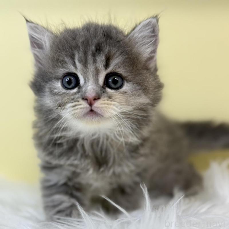 販売中の埼玉県のサイベリアン-134035の1枚目