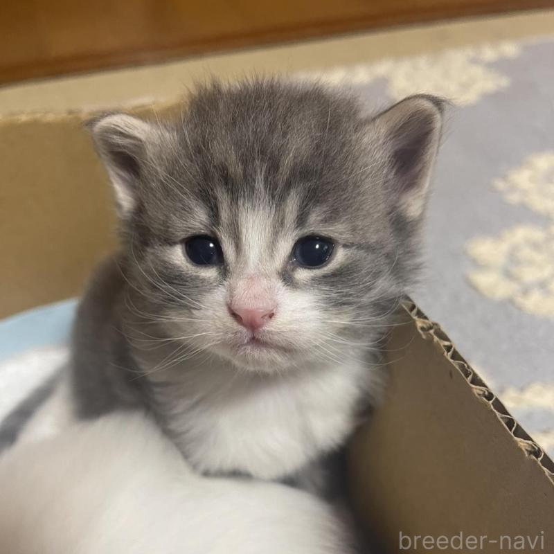 販売中の富山県のノルウェージャンフォレストキャット-134036の10枚目