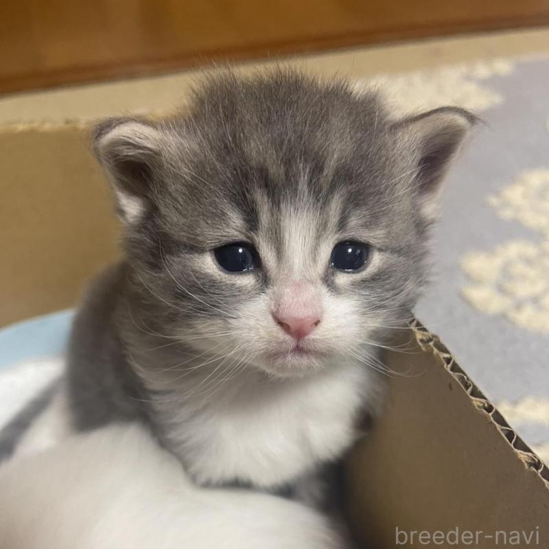 販売中の富山県のノルウェージャンフォレストキャット-134036の9枚目