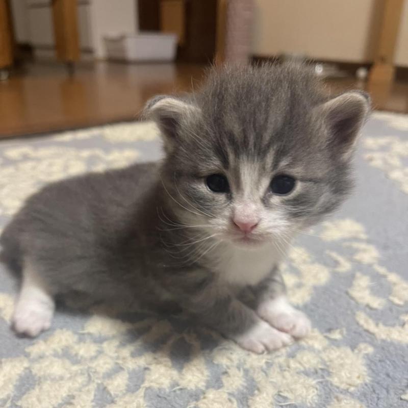 販売中の富山県のノルウェージャンフォレストキャット-134036の8枚目